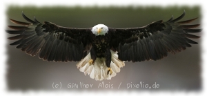 Fly Like An Eagle