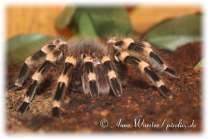 Spinne
